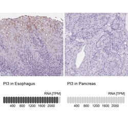 Trappin-2/Elafin/Skalp Antibody, Novus Biologicals:Antibodies:Primary Antibodies